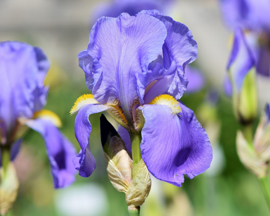 Mengetahui Kepribadian Seseorang Berdasarkan Jenis Bunga Iris