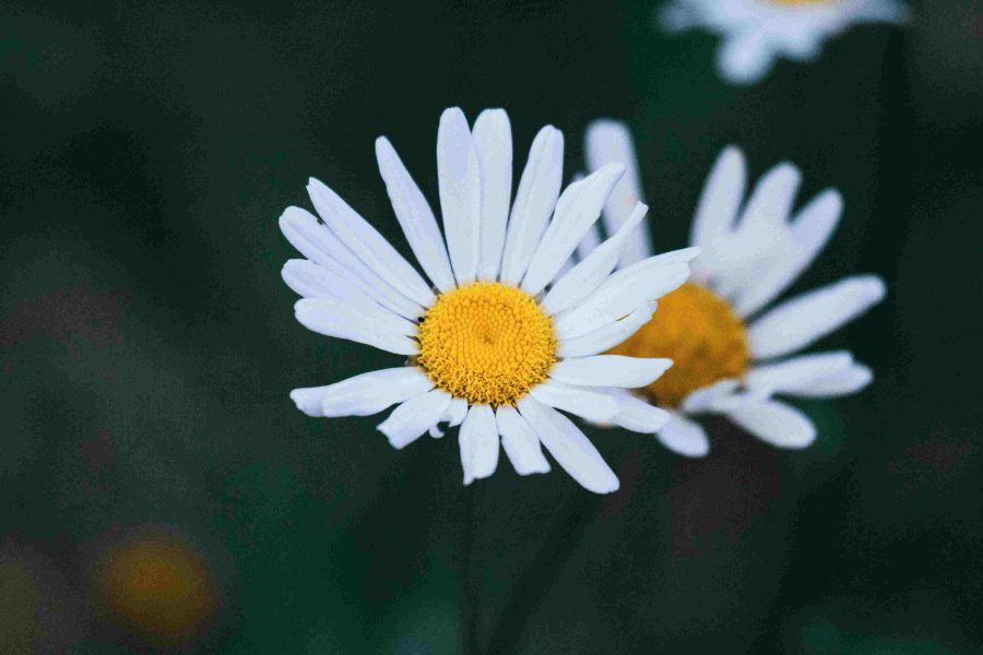 Mengetahui Kepribadian Seseorang Berdasarkan Jenis Bunga Daisy